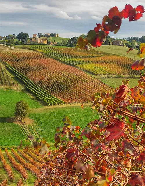 aceto balsamico tradizionale di modena - vigneti modenesi (Castelvetro)