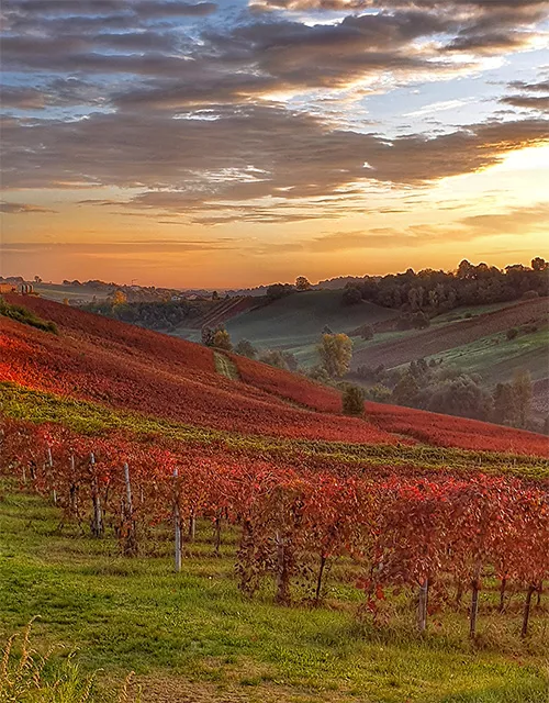 aceto balsamico tradizionale di modena - panorama vigneto modenese al tramonto