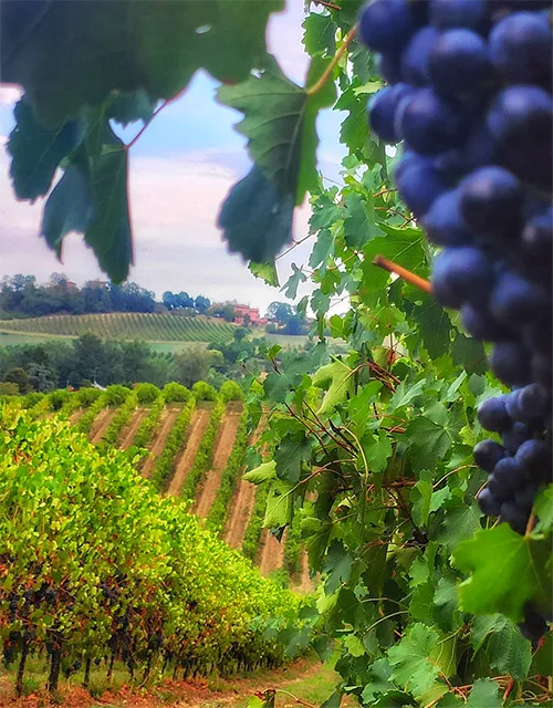 aceto balsamico tradizionale di modena - panorama vigneto castelvetro, con grappolo uva modenese